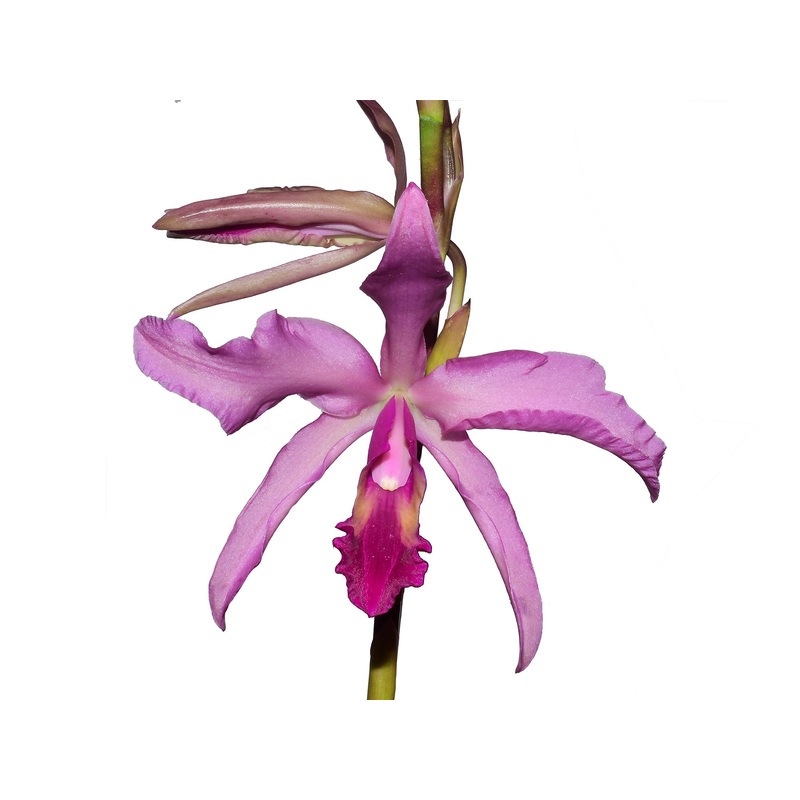 Laeliocattleya El Ranchito