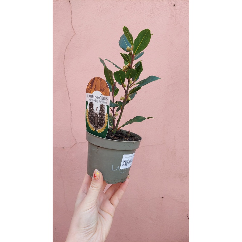 Laurus nobilis / kitchen bay laurel