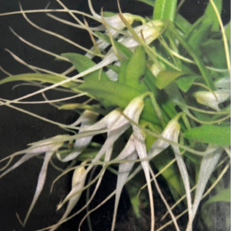 Masdevallia pumila
