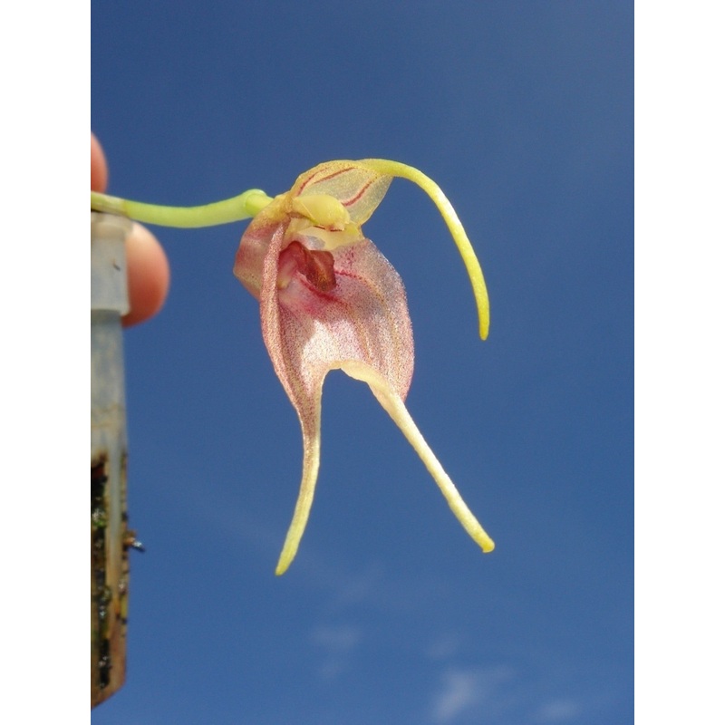 Masdevallia torta