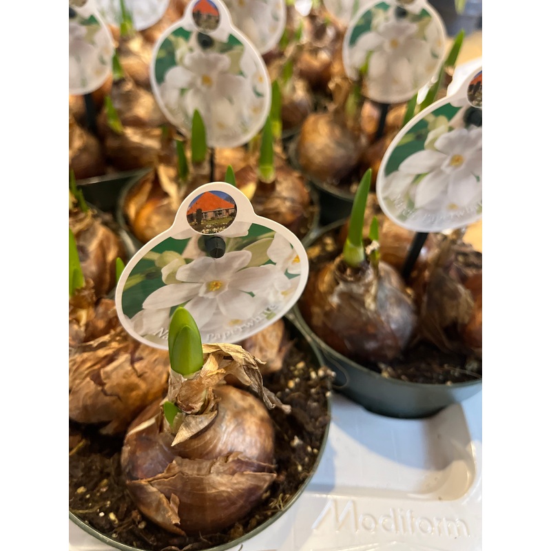 Narcis Tazetta Paperwhite –  ‘Paperwhite Ziva’ Daffodil
