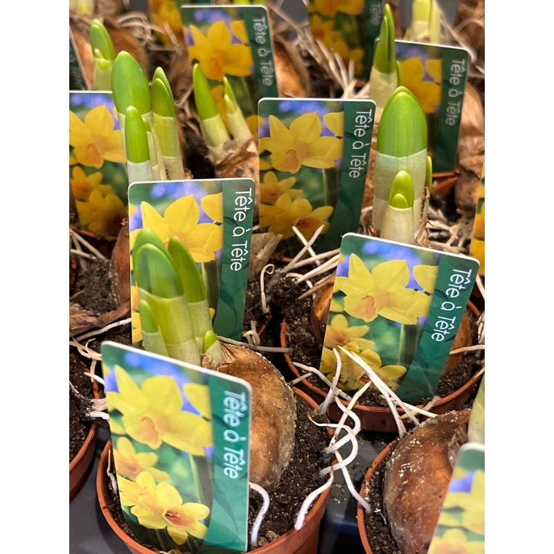 Narcis Tete A Tete – daffodil|6cm