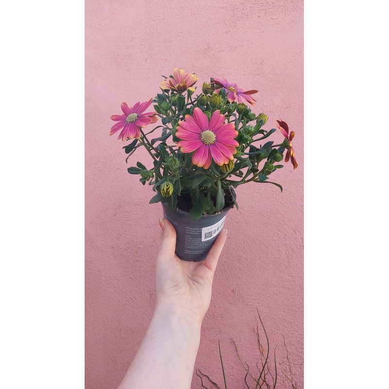 Osteospermum Flower Powerv Pink Sun