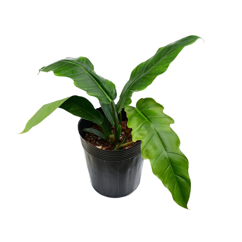 Philodendron Angel Eyes