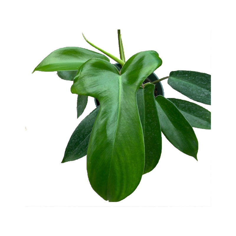Philodendron bipennifolium