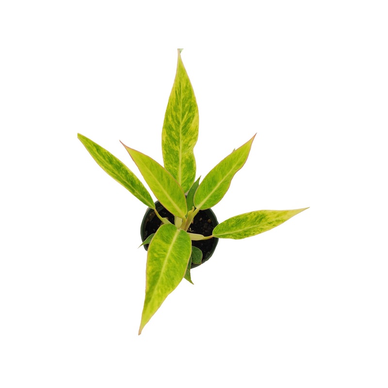 Philodendron domesticum Calkins gold
