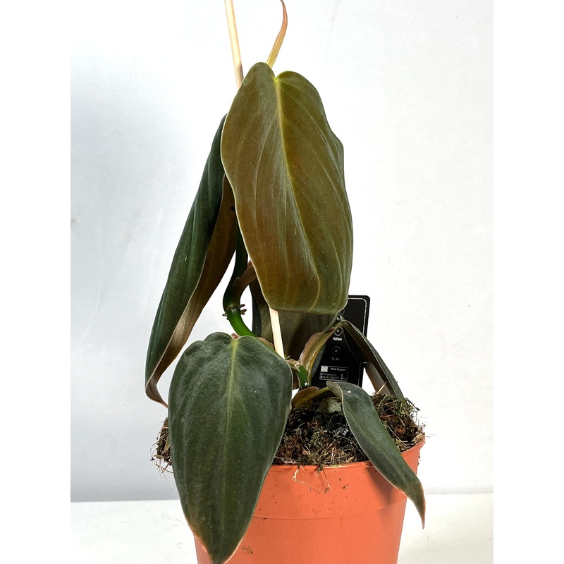 Philodendron gigas|12 cm