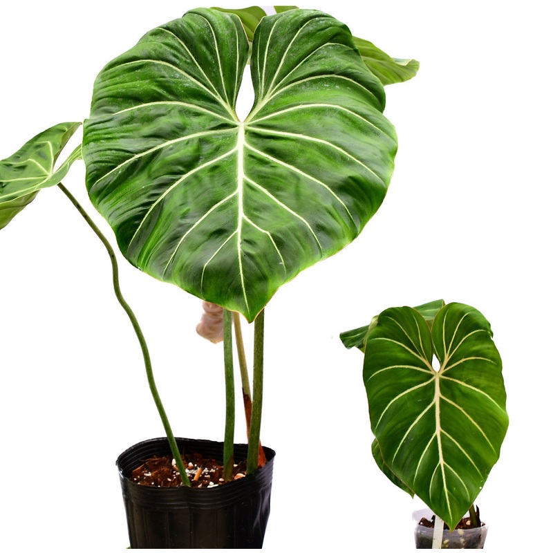 Philodendron gloriosum ‘Big’