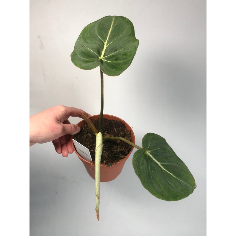 Philodendron Gloriosum Dark form