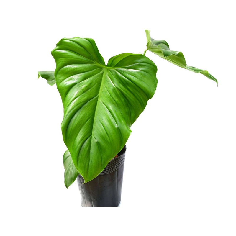 Philodendron Green Wonder