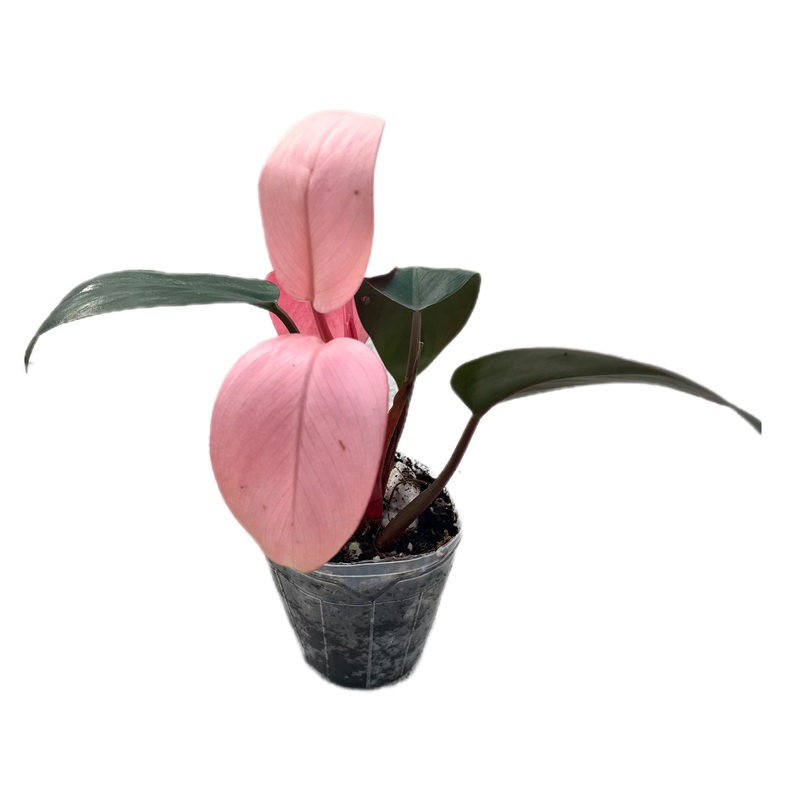 Philodendron Pink Congo