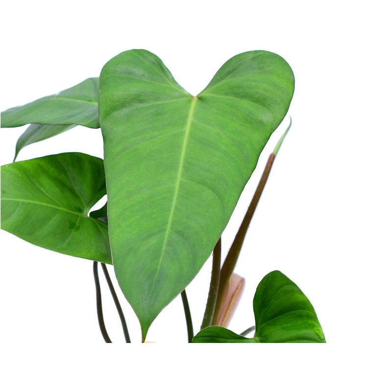 Philodendron pinnatilobum aff x Philodendron Jose Buono