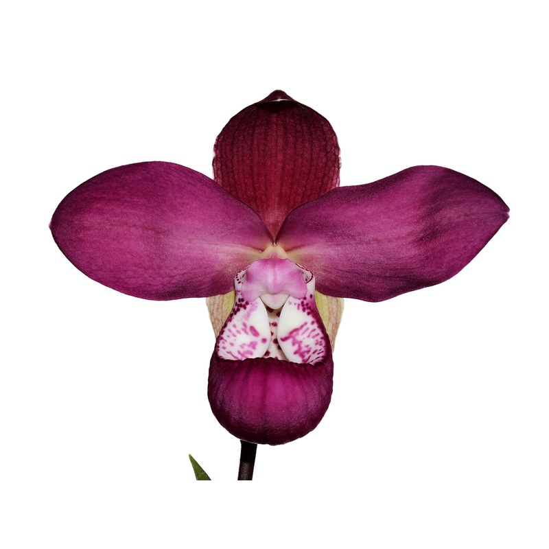 Phragmipedium Cuencano