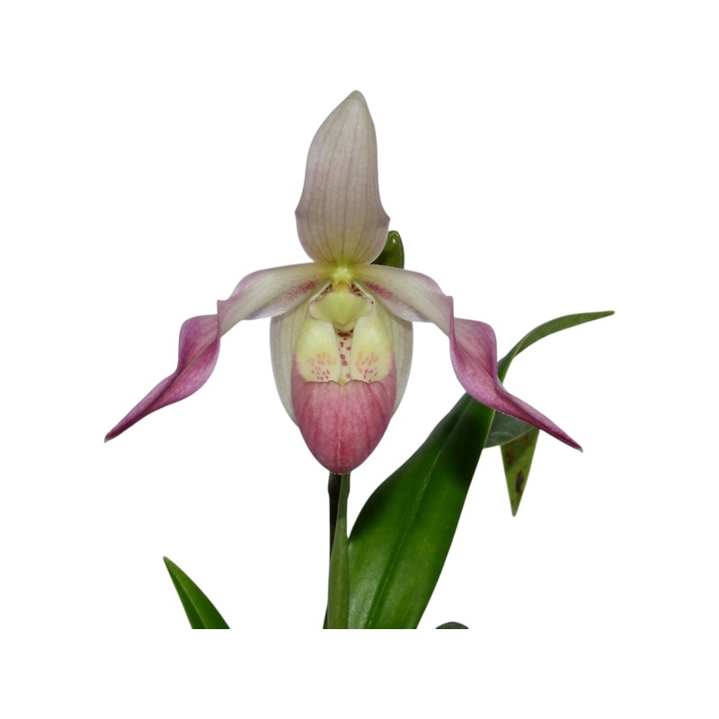 Phragmipedium Veitch