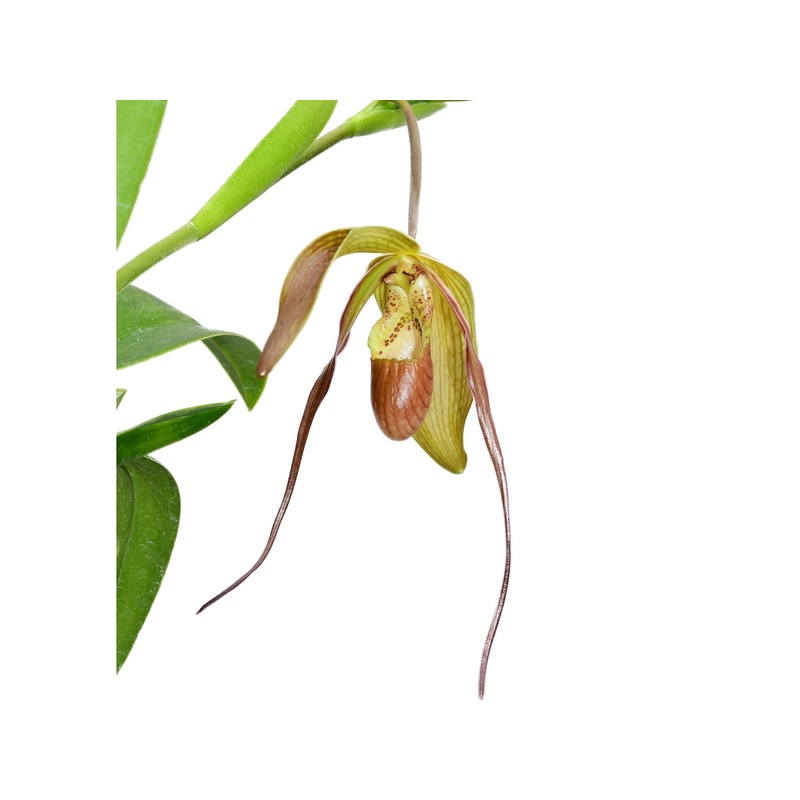 Phragmipedium x pfitzerianum