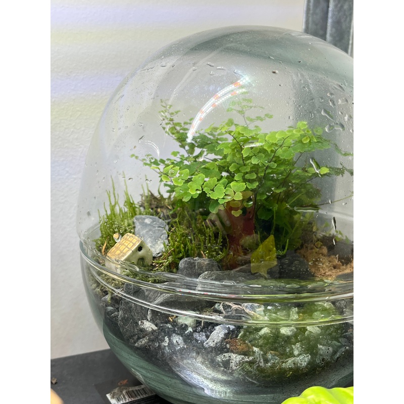 Plant.Studio Egg Terrarium|small|medium 17cm|large