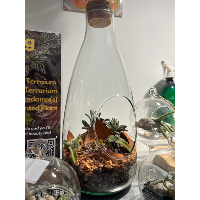 Plant.Studio Open large Succulent Beaker Terrarium