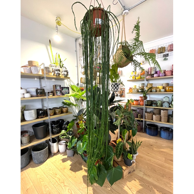 Rhipsalis Paradoxa Minor XXL|W 17cm X L 160cm