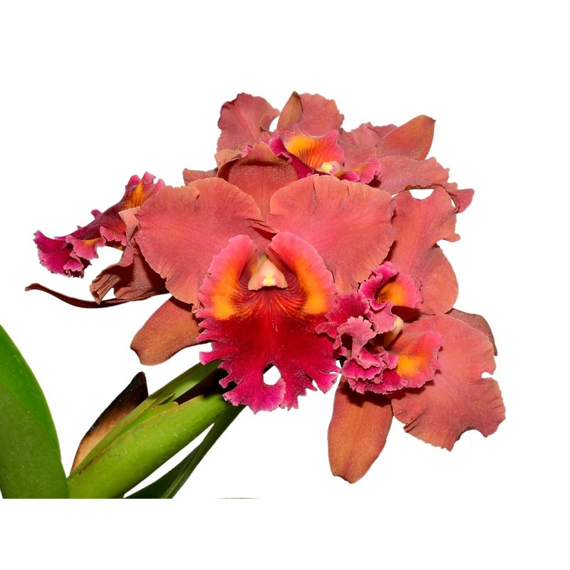 Rhyncholaeliocattleya Bob Crowder