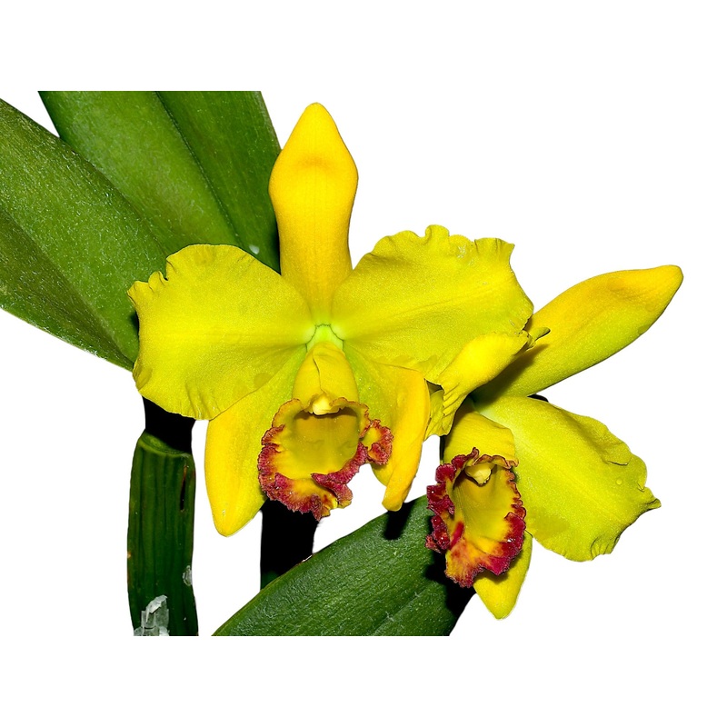 Rhyncholaeliocattleya Ecuagenera Delight