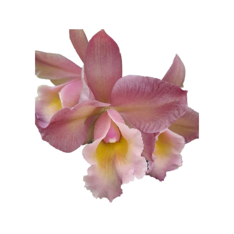 Rhyncholaeliocattleya Rainbow