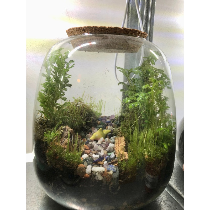 Richmond 19 x 20 Plant Studio Terrarium