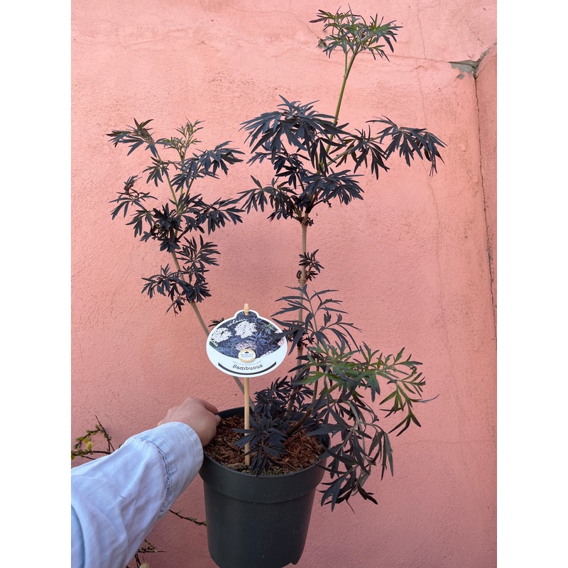 Sambucus nigra ‘Black Lace’ – Black Elder