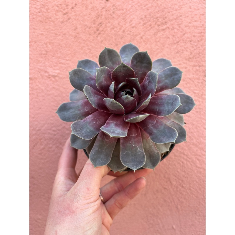 Sempervivum Chick Charms ‘Giants Steel Appeal’
