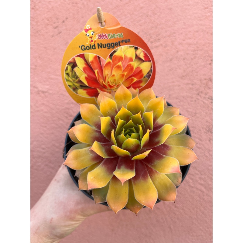 Sempervivum Gold Nugget|12 cm