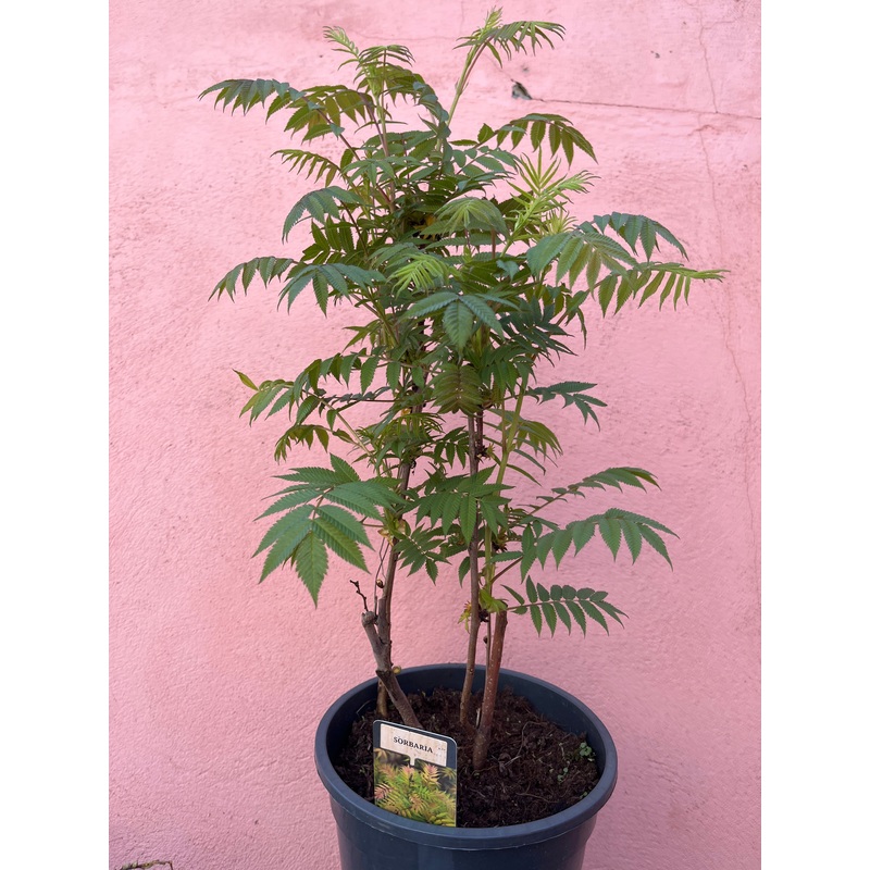 Sorbaria Sorbifolia|19 x 50cm