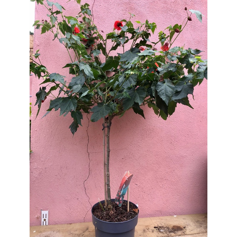 Abutilon Red Trumpet|17 x 90cm