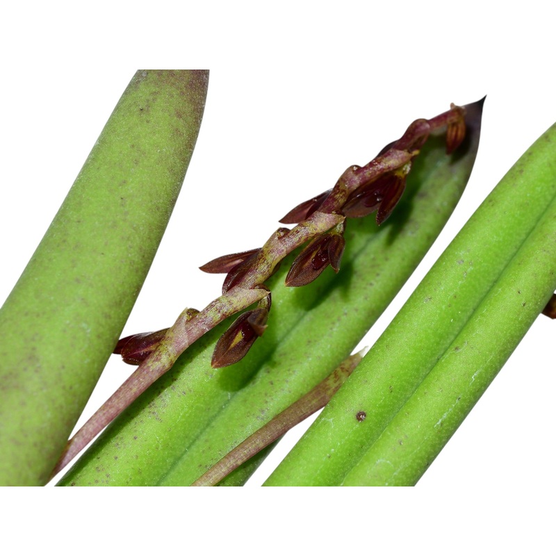 Acianthera teres