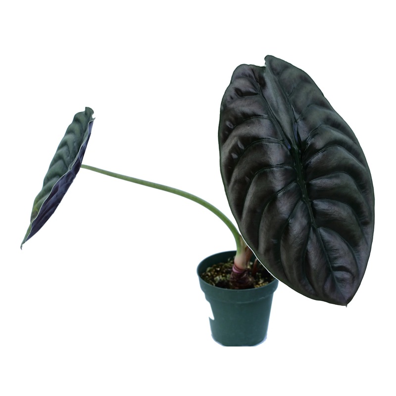 Alocasia cuprea (seedling)