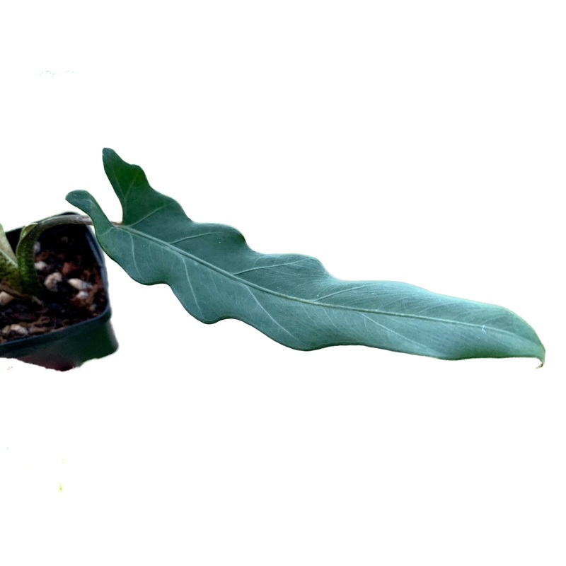 Alocasia lauterbachiana – seedling