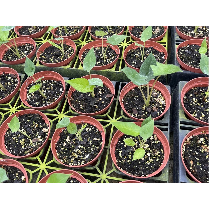 Alocasia scalprum