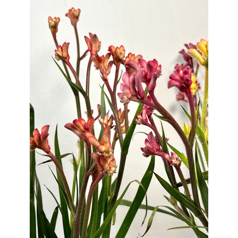 Anigozanthos – Kangaroo Paw|12 x 40 cm