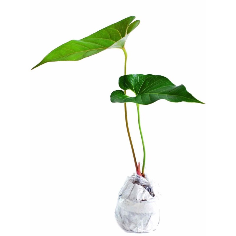 Anthurium decipiens (seedling)