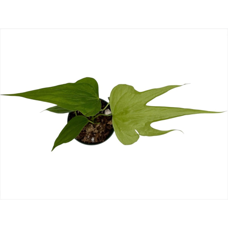 Anthurium pedatoradiatum ‘Fingers’ (seedling)