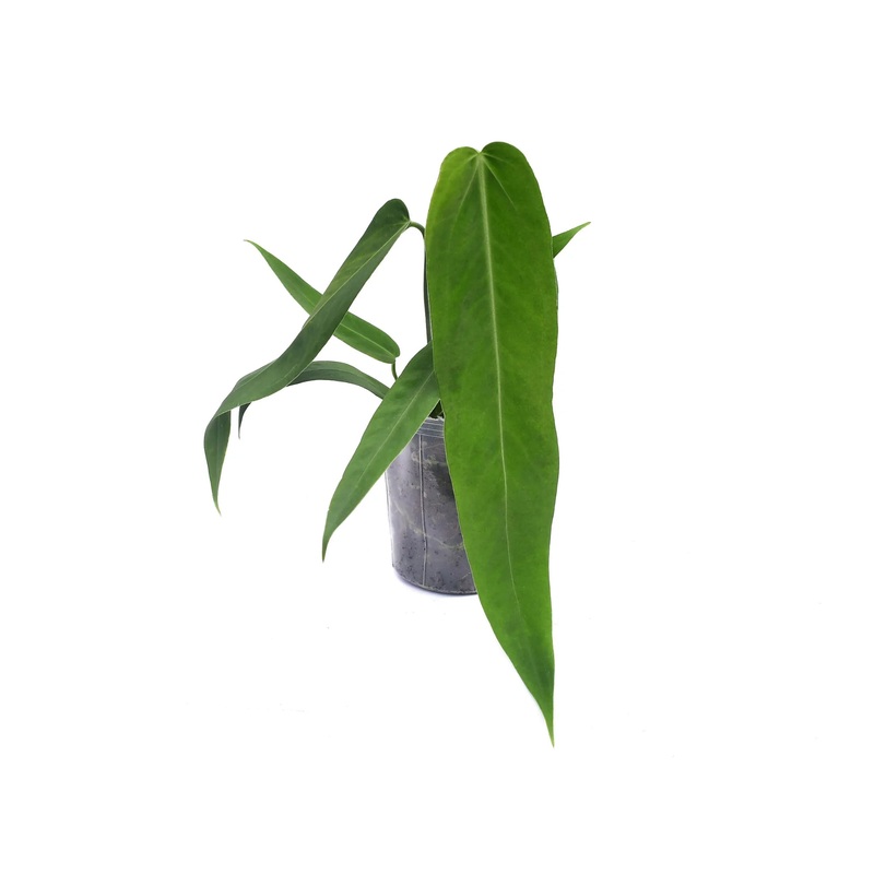 Anthurium Qori