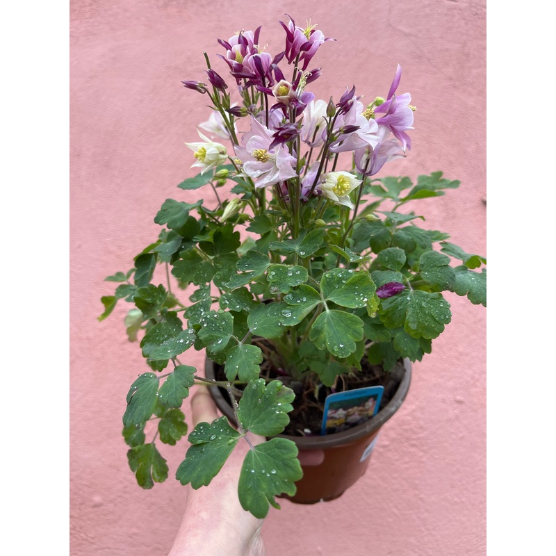 Aquilegia Biedermeier|13cm
