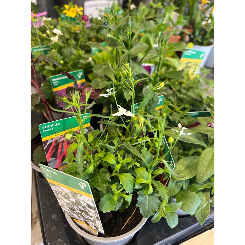 Baby basket plants
