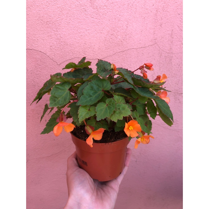 Begonia Sutherlandii|14 cm