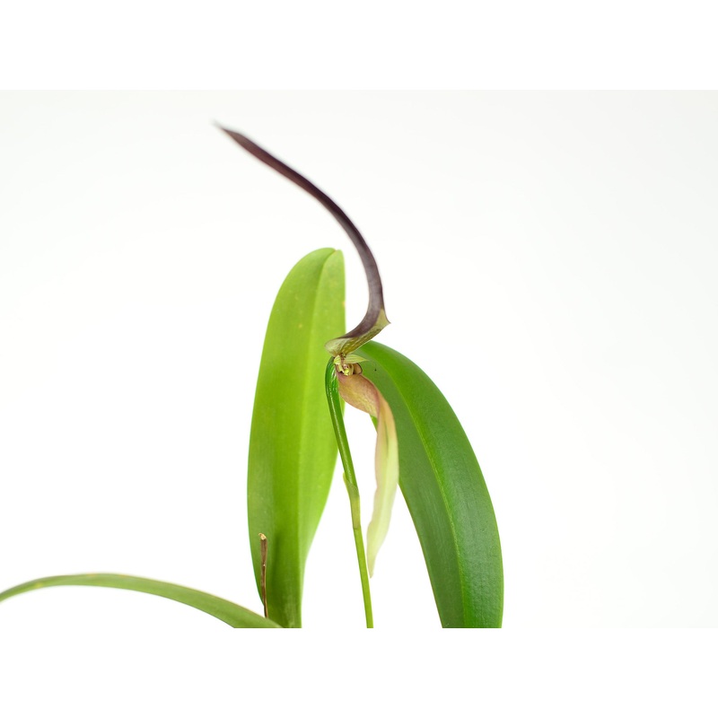 Bulbophyllum antenniferum