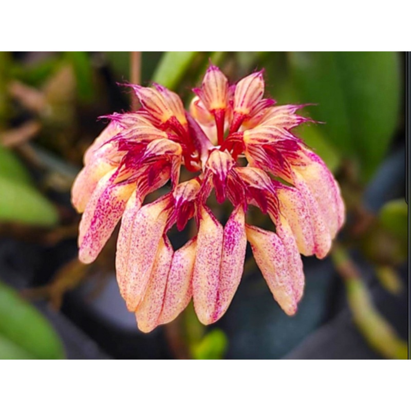 Bulbophyllum roxburghii