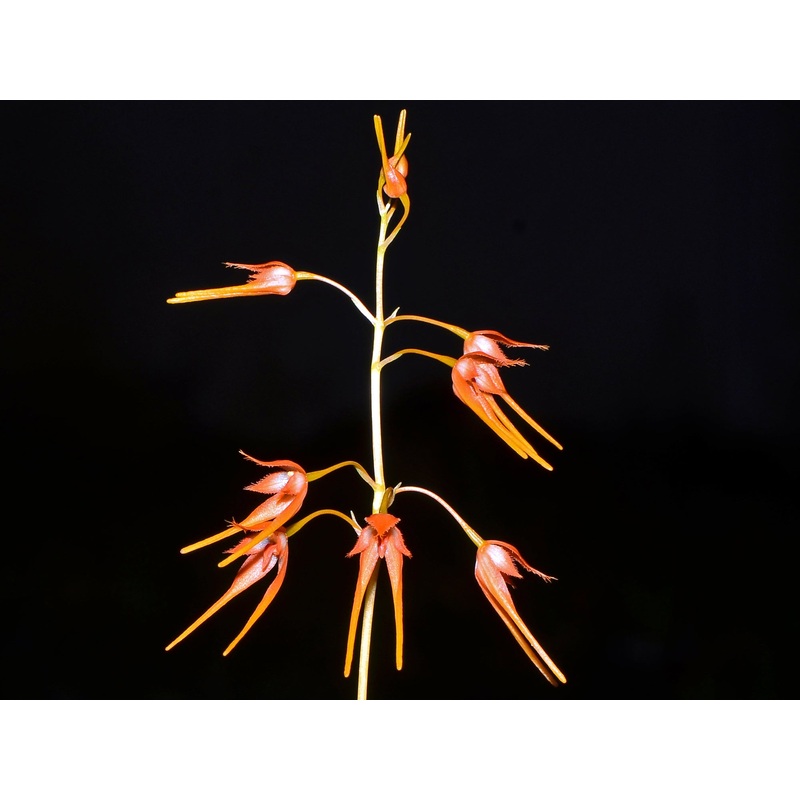 Bulbophyllum taiwanense