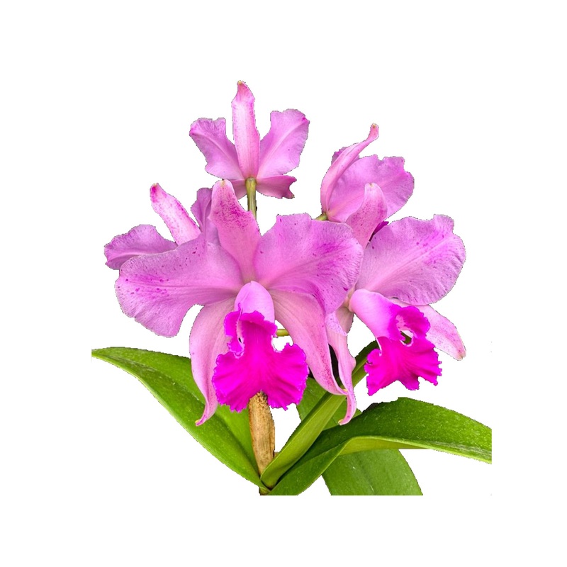 Cattleya Kay