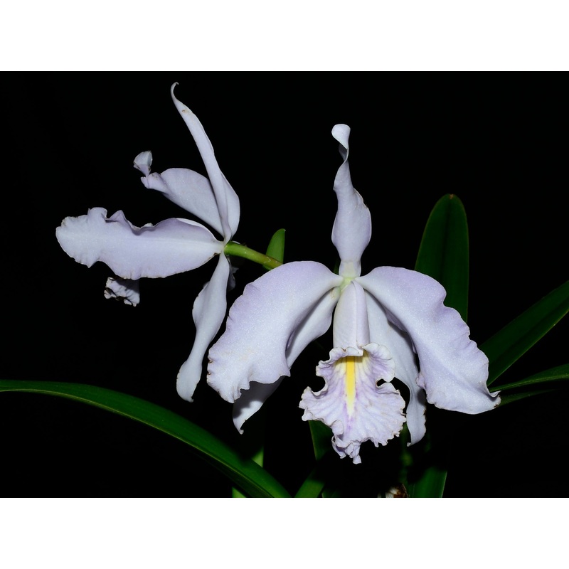Cattleya maxima f. coerulea Ecua 0168 x ‘Gigi Dream’