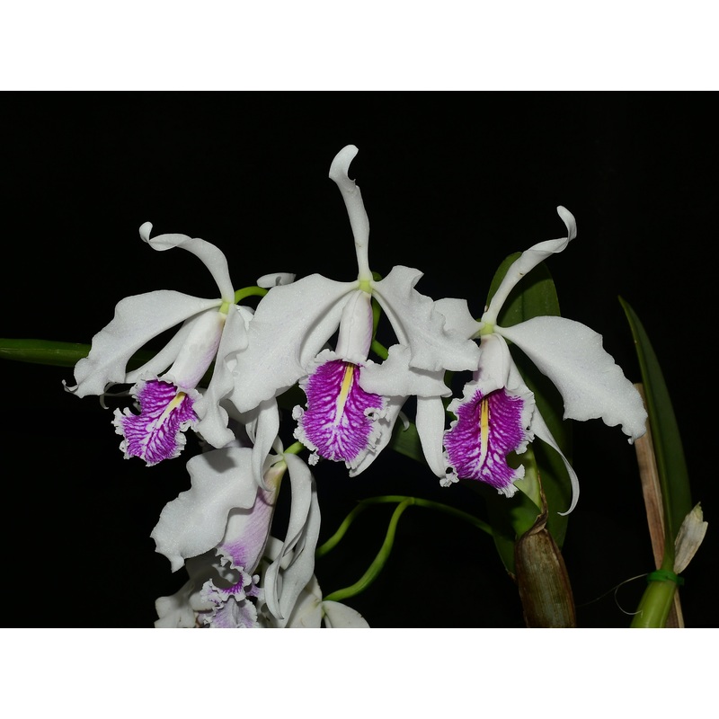 Cattleya maxima f. semialba ‘Angel’ x ‘Rolando’