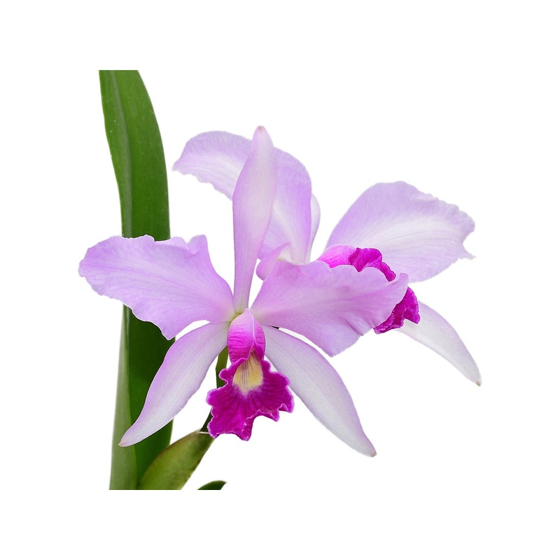 Cattleya Purpurata Dream