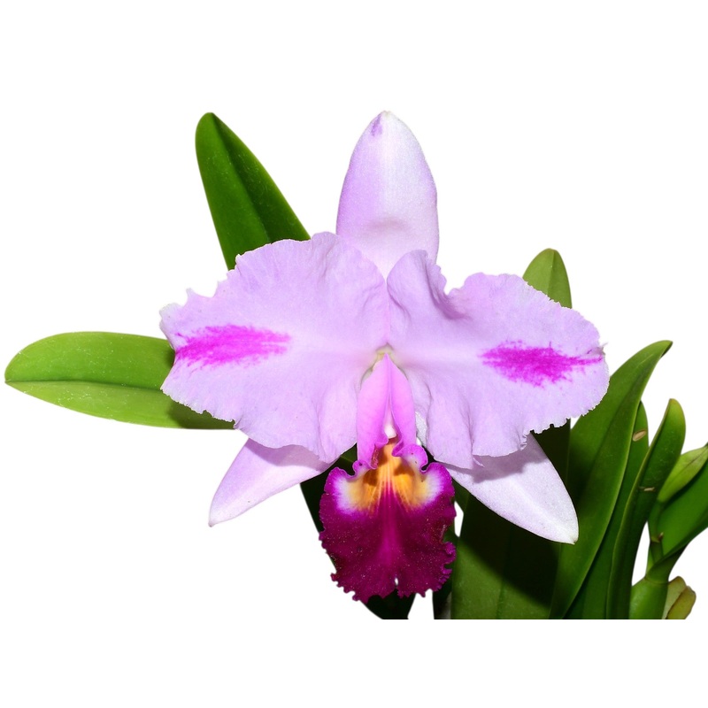 Cattleya trianae Michael x splash #118